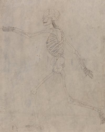 Studie av den menneskelige figuren, sidevisning, fra en sammenlignende anatomisk utstilling av strukturen til menneskekroppen med strukturen til en tiger og en fugl, 1795-1806 (grafitt med blekk på kraftig vev) av George Stubbs