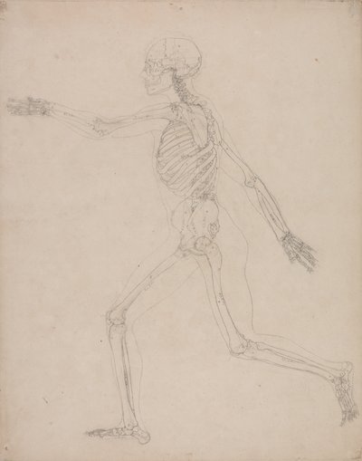 Studie av den menneskelige figuren, sidevisning, fra en sammenlignende anatomisk utstilling av strukturen til menneskekroppen med strukturen til en tiger og en fugl, 1795-1806 (grafitt på kraftig vevd papir) av George Stubbs