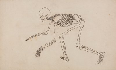 Studie av den menneskelige figuren, sidevisning, fra en sammenlignende anatomisk fremstilling av strukturen til menneskekroppen med strukturen til en tiger og en fugl, 1795-1806 (penn og blekk over grafitt på vev) av George Stubbs