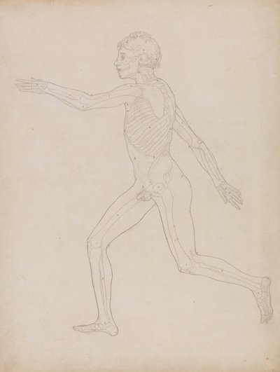 Studie av den menneskelige figuren, sidevisning, fra en sammenlignende anatomisk utstilling av strukturen til menneskekroppen med strukturen til en tiger og en fugl, 1795-1806 (grafitt på kraftig vevd papir) av George Stubbs
