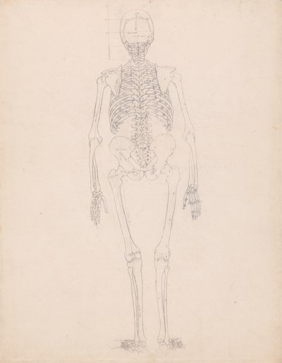 Studie av den menneskelige figuren, posterior visning, diagram for nøkkel til tabell II, fra en sammenlignende anatomisk fremstilling av strukturen til menneskekroppen med strukturen til en tiger og en fugl, ca. 1795-1806 av George Stubbs