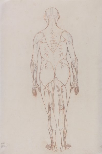 Studie av den menneskelige figuren, posteriort syn, fra en sammenlignende anatomisk utstilling av strukturen til menneskekroppen med strukturen til en tiger og en fugl, ca. 1795-1806 (rødt kritt på patronpapir av George Stubbs