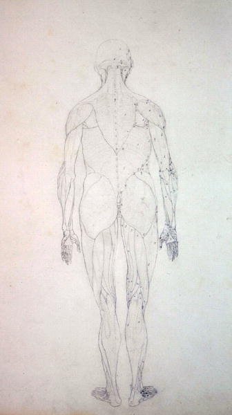 Studie av menneskefiguren, posteriort sett, fra en sammenlignende anatomisk utstilling av strukturen til menneskekroppen med strukturen til en tiger og en fugl, ca. 1795-1806 (grafitt på patronpapir) av George Stubbs