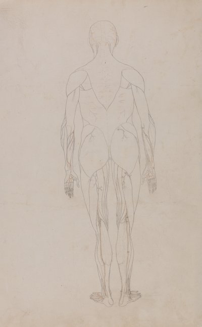 Studie av den menneskelige figuren, posteriort syn, fra en sammenlignende anatomisk utstilling av strukturen til menneskekroppen med strukturen til en tiger og en fugl, ca. 1795-1806 (grafitt og blekk på papir) av George Stubbs