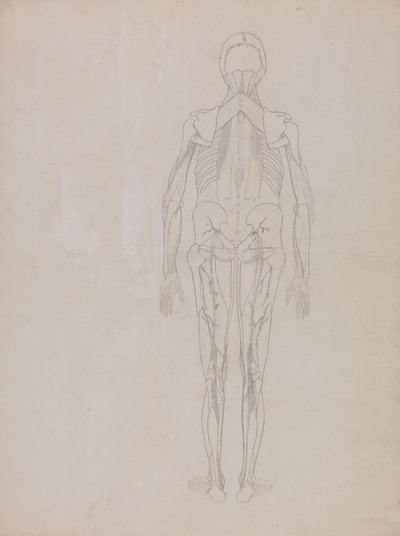 Studie av menneskefiguren, posteriort sett, fra en sammenlignende anatomisk utstilling av strukturen til menneskekroppen med strukturen til en tiger og en fugl, ca. 1795-1806 (grafitt på patronpapir) av George Stubbs