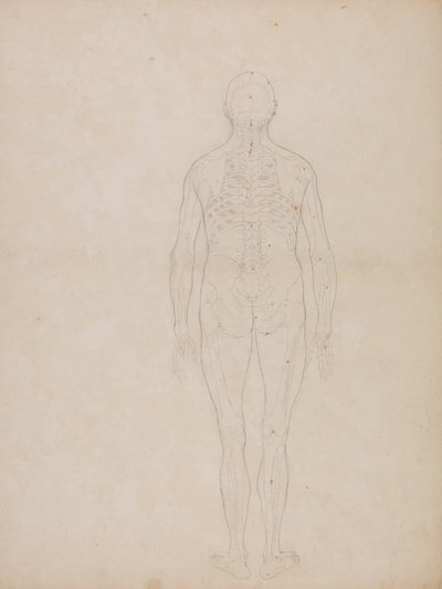 Studie av menneskefiguren, posteriort sett, fra en sammenlignende anatomisk utstilling av strukturen til menneskekroppen med strukturen til en tiger og en fugl, ca. 1795-1806 (grafitt på patronpapir) av George Stubbs