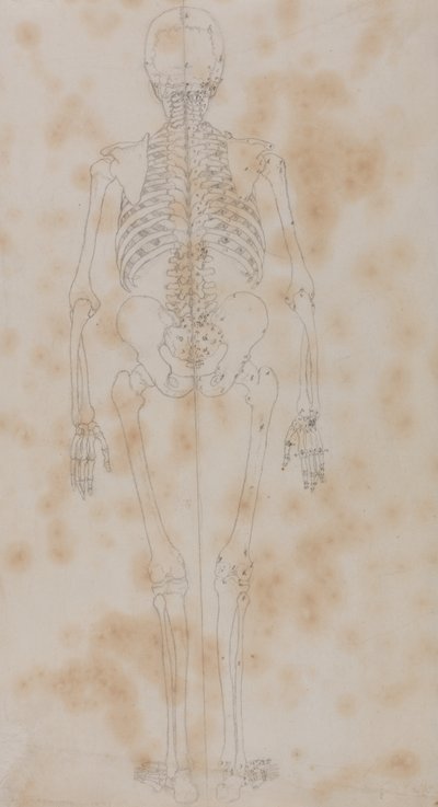 Studie av den menneskelige figuren, posteriort syn, fra en sammenlignende anatomisk utstilling av strukturen til menneskekroppen med strukturen til en tiger og en fugl, ca. 1795-1806 (grafitt på papir) av George Stubbs