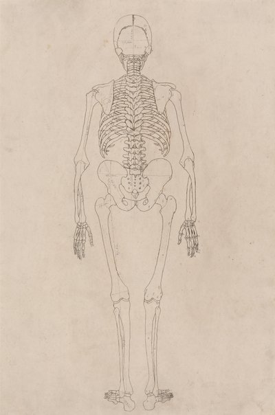 Studie av den menneskelige figuren, posteriort syn, fra en sammenlignende anatomisk utstilling av strukturen til menneskekroppen med strukturen til en tiger og en fugl, ca. 1795-1806 (blekk på patronpapir) av George Stubbs