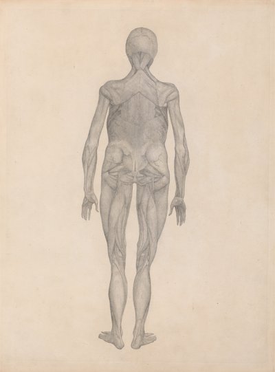 Studie av den menneskelige figuren, posteriort syn, med hud og underliggende fascievev fjernet, fra A Comparative Anatomical Exposition of the Structure of the Human Body med den til en tiger og en Comm av George Stubbs