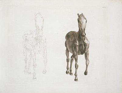 Tab. VIII, fra 