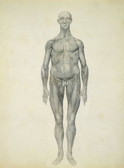 The Human Figure, anterior view, fra serien 