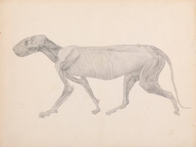 Tigerkropp, sidevisning (ferdig tegning for upublisert bord; viser det tredje stadiet i disseksjon) av George Stubbs
