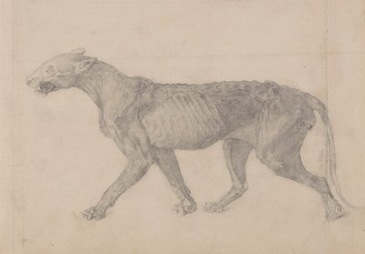 Tiger Body, Lateral View (Første av ni tegninger av et annet eksemplar av tiger) av George Stubbs