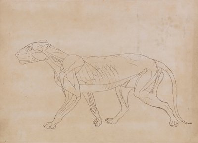 Tigerkropp, sidevisning (konturtegning for en nøkkelfigur) av George Stubbs