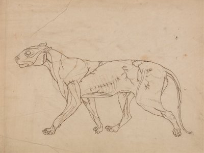 Tiger Body, Lateral View (Oversiktsstudie av overflatemusklene og deres blodtilførsel, sannsynligvis laget for en nøkkelfigur) av George Stubbs