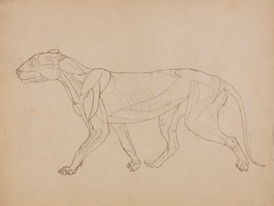 Tiger Body, Lateral View (Sannsynligvis laget som grunnlag for en nøkkelfigur) av George Stubbs