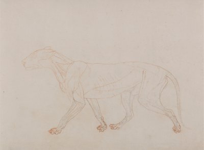 Tigerkropp, sidevisning (viser det tredje stadiet i disseksjon) av George Stubbs