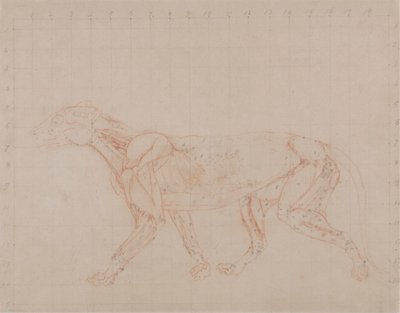 Tiger Body, Lateral View (Studie av det fjerde trinnet av disseksjon som viser de dypere musklene) av George Stubbs