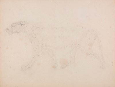 Tigerkropp, sidevisning (studie av musklene for nøkkelfiguren til tabell IX) av George Stubbs