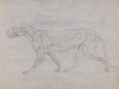 Tigerkropp, sett fra siden av George Stubbs