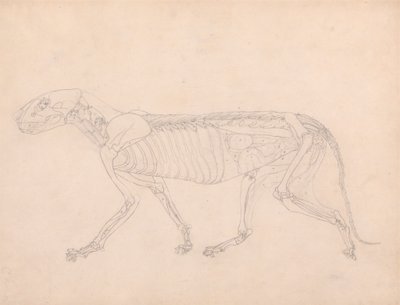 Tigerkropp, sett fra siden av George Stubbs