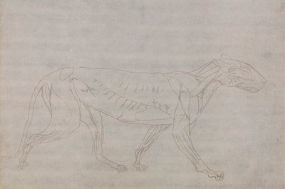 Tigerkropp, sett fra siden av George Stubbs