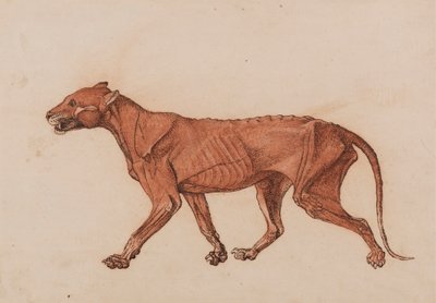 Tigerkropp, sett fra siden av George Stubbs