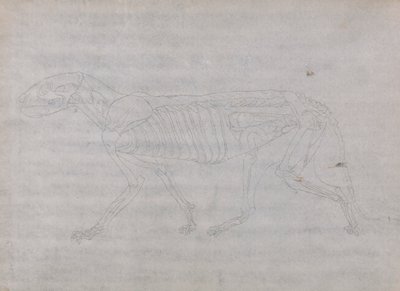 Tigerkropp, sett fra siden av George Stubbs