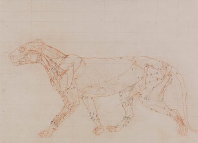 Tigerkropp, sidevisning (studie av musklene eksponert i tredje fase av disseksjon) av George Stubbs