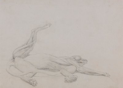 Tigerkropp, liggende, sett ventralt av George Stubbs