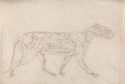 Tiger, sidevisning (konturstudie av overflateblodforsyningen, utarbeidet for nøkkelfiguren til tabell IX) av George Stubbs