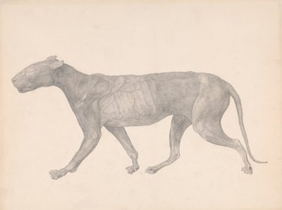 Tiger, sett fra siden, med hud og vev fjernet (ferdig studie for tabell IX) av George Stubbs