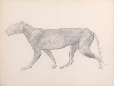 Tiger, sett fra siden, med bindevevet som ligger over musklene fjernet (ferdig studie for tabell XIV) av George Stubbs