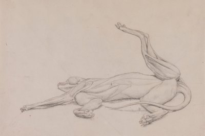 Tiger, liggende, sett ventralt av George Stubbs