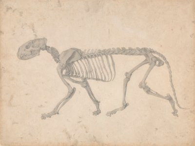Tigerskjelett, sidevisning (ferdig studie for tabell IV) av George Stubbs