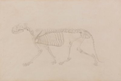 Tiger Skeleton, Lateral View (Høyt fullført studie for tabell IV) av George Stubbs