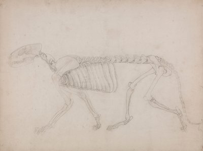 Tigerskjelett, sett fra siden av George Stubbs
