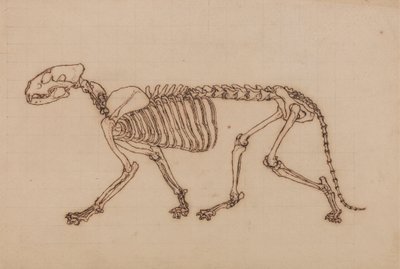 Tigerskjelett, sett fra siden av George Stubbs