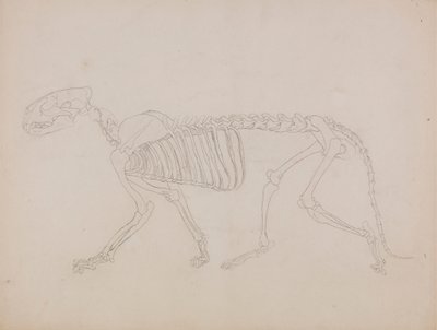 Tigerskjelett, sett fra siden av George Stubbs