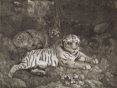 To Tygers, gravert av kunstneren, pub. 1788 (etsing) av George Stubbs