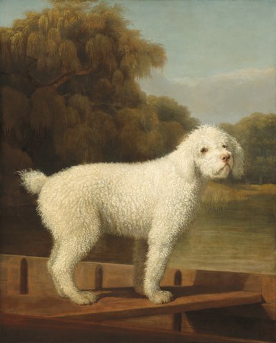 Hvit puddel i en punkt av George Stubbs