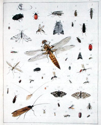Ulike insekter, plate III fra 