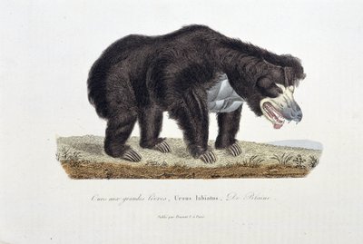 Naturhistorisk plate: Zoologisk plate som viser bjørnen med store lepper, Ursus labiatus, De Blaini - i "" Completes of Buffon"" av naturforsker Georges Louis Leclerc, greve av Buffon (1707 - 1788). Gravering fra 1837. av Georges Louis Leclerc