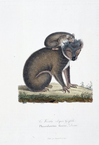 Naturhistorisk plate: Zoologisk bord som representerer Koala (etter Griffith), Phascolarctos Fuscus - i "" Completes of Buffon"" av naturforsker Georges Louis Leclerc, greve av Buffon (1707 - 1788). Gravering fra 1837. av Georges Louis Leclerc