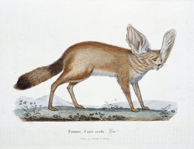 Naturhistorisk plate: Zoologisk styre som representerer Le Fennec, Canis zerda - i "" Completes of Buffon"" av naturforsker Georges Louis Leclerc, greve av Buffon (1707 - 1788). Gravering fra 1837. av Georges Louis Leclerc