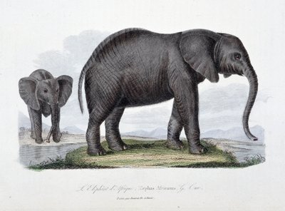 Naturhistorisk plate: Zoologisk bord som representerer den afrikanske elefanten; Elephas Africanus - i "" Completes of Buffon"" av naturforsker Georges Louis Leclerc, greve av Buffon (1707 - 1788). Gravering fra 1837. av Georges Louis Leclerc