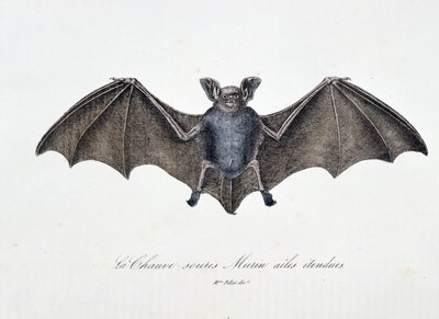 Naturhistorisk plate: Zoologisk tavle som representerer Bat Murin utvidede vinger - i "" Works complete of Buffon"" av naturforsker Georges Louis Leclerc, greve av Buffon (1707 - 1788). Gravering fra 1837. av Georges Louis Leclerc