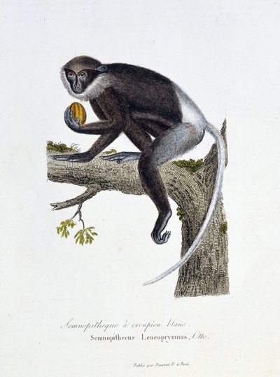 Naturhistorisk plate: Zoologisk bord som representerer White Rump Semnopitheque, Semnopithecus Leucoprymnus, Otto - i "" Completes of Buffon"" av naturforsker Georges Louis Leclerc, greve av Buffon (1707 - 1788). Gravering fra 1837. av Georges Louis Leclerc