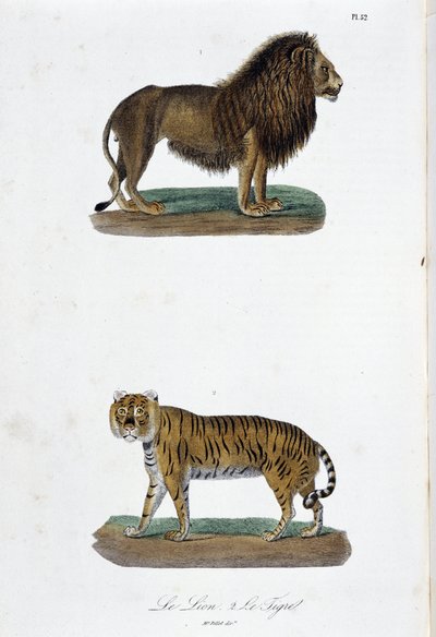 Natural History Plate: Zoologisk tavle som representerer løven og tigeren - i "" Completes of Buffon"" av naturforsker Georges Louis Leclerc, greve av Buffon (1707 - 1788). Gravering fra 1837. av Georges Louis Leclerc