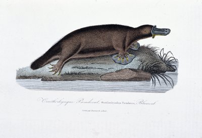 Naturhistorisk plate: Zoologisk bord som representerer ornithorync Paradoxal (Ornithorhynchus Paradoxux), Blumenb - i "" Works of Buffon" av naturforsker Georges Louis Leclerc, greve av Buffon (1707 - 1788). Gravering fra 1837. av Georges Louis Leclerc